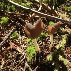 Smooth-stalked Helvella