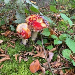 Fly Agaric