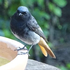 Black Redstart