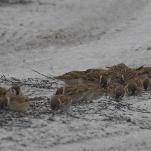 Eurasian Tree Sparrow