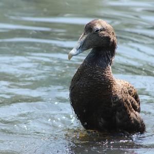 Common Eider