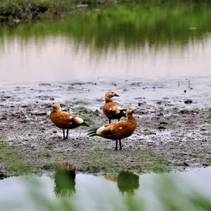 Ruddy Shelduck