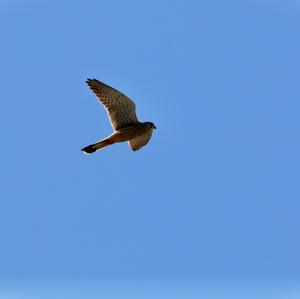 Common Kestrel