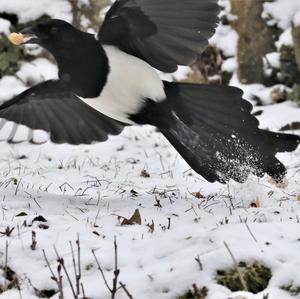 Black-billed Magpie