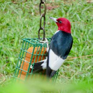 Red-headed Woodpecker