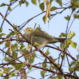 Bonelli's Warbler