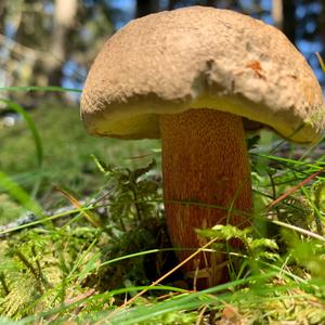 Scarlet-stemmed Bolete