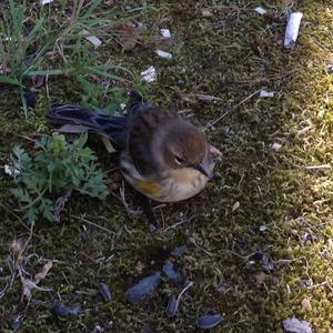 Yellow-rumped Warbler