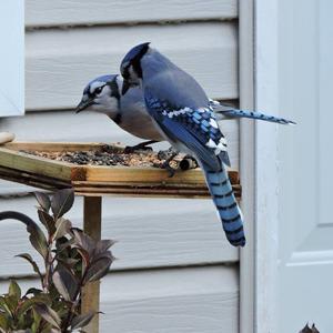 Blue Jay