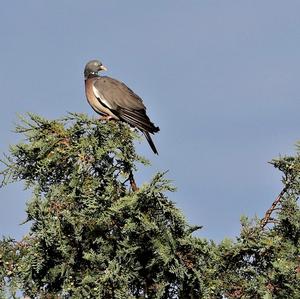 Common Wood-pigeon