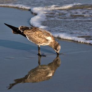 Laughing Gull