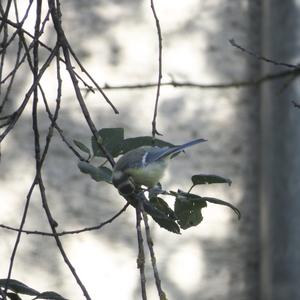 Blue Tit