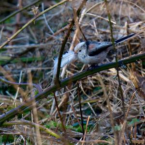 Long-tailed Tit