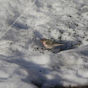 Common Redpoll