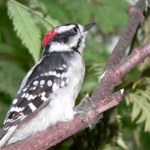 Downy Woodpecker