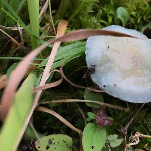 Blue-green Stropharia