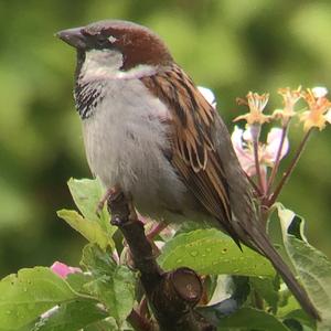 House Sparrow