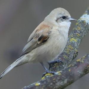 Eurasian Penduline-tit