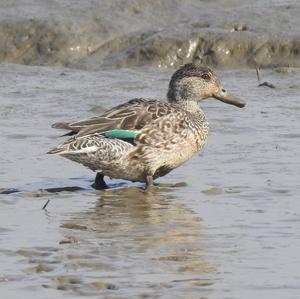 Common Teal