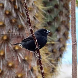 Small Ground-finch