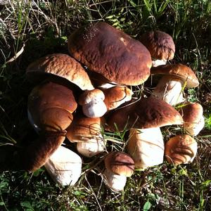 Summer Bolete