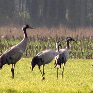 Common Crane