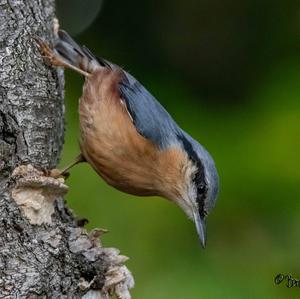 Wood Nuthatch