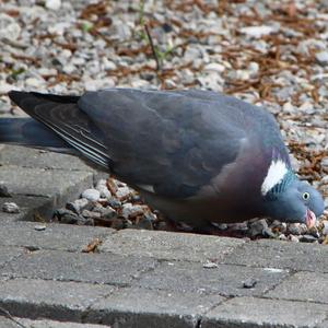 Common Wood-pigeon