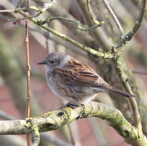 Hedge Accentor