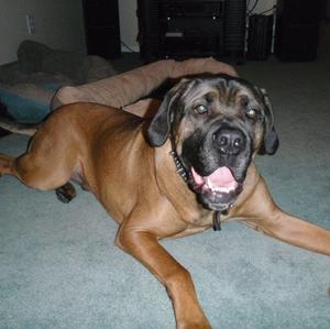 Unknown Breed