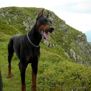 Doberman Pinscher