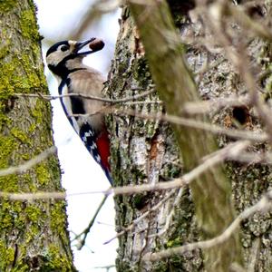 Great Spotted Woodpecker