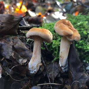 Hedgehog Fungus, Common