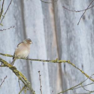 Eurasian Chaffinch