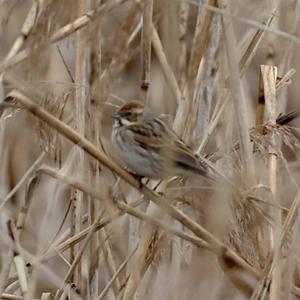 Reed Bunting