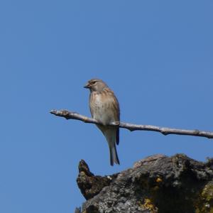 Eurasian Linnet