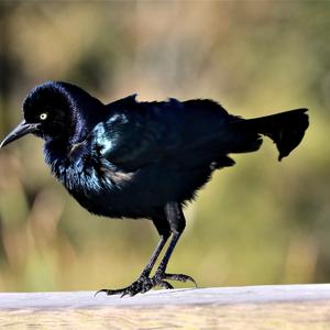 Common Grackle