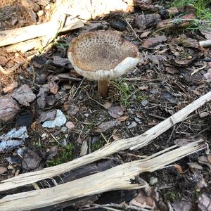 Parasol Mushroom