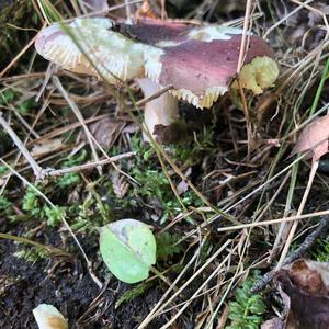 Bare-toothed Russula