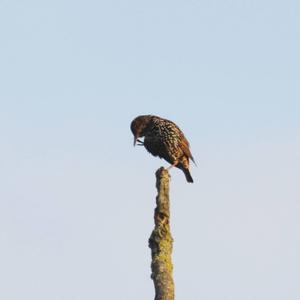 Common Starling