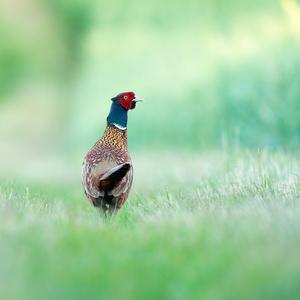 Common Pheasant