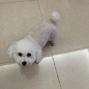 Unknown Breed
