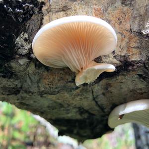 Oyster Mushroom