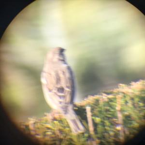 Common Nightingale