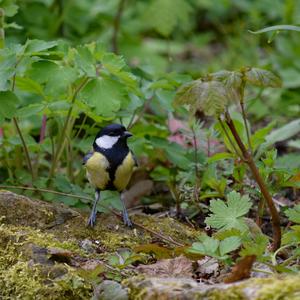 Great Tit