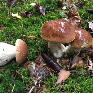 King Bolete