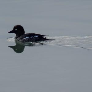 Common Goldeneye