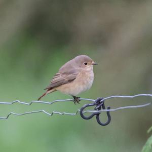 Common Redstart