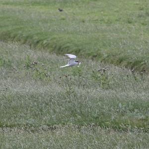 Common Tern