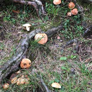 Larch Suillus